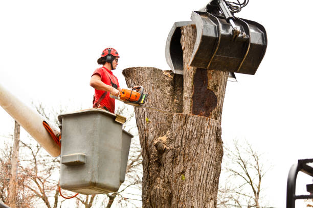 Professional Tree Care in Fennville, MI